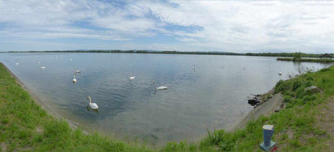 Le plan d&rsquo;eau de Plobsheim : Ce plan d&#39;eau de 680 ha, qui permet de r&eacute;guler le niveau du Rhin, qui date de 1970 est un refuge pour les oiseaux. En moyenne 8000 canards et autres oiseaux d&rsquo;eau (grands cormorans, cygnes tubercul&eacute;s, gr&egrave;bes hupp&eacute;s et castagneux, foulques &hellip;) y passent une partie de l&rsquo;ann&eacute;e.