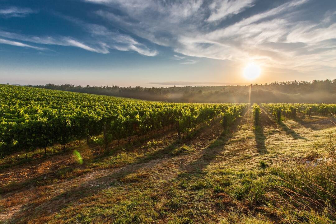 Le vignoble d&rsquo;Agen : C&rsquo;est au c&oelig;ur de cette r&eacute;gion viticole que sont produits les vins de Buzet. Le vignoble est plant&eacute; de part et d&rsquo;autre de la Garonne, vous pourrez facilement aller &agrave; sa d&eacute;couverte.&nbsp;