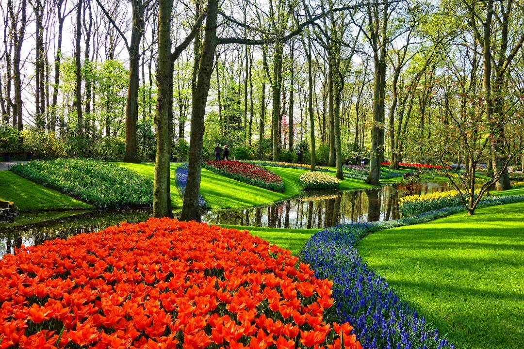 Keukenhof et ses 800 vari&eacute;t&eacute;s de tulipes, l&#39;un des plus grands jardins de fleurs au monde&nbsp;