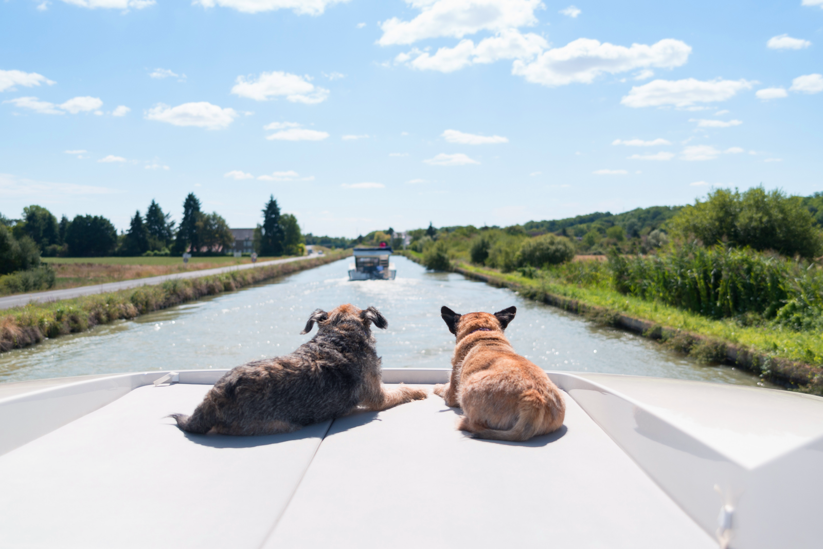 Croisière avec son chien